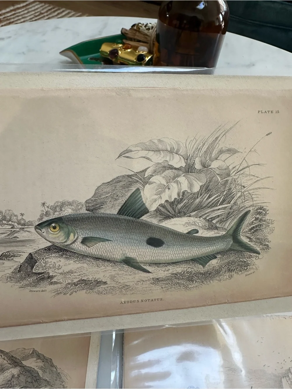 1800s Jardine’s The Naturalist’s Library Chromolithographs Rate Fish